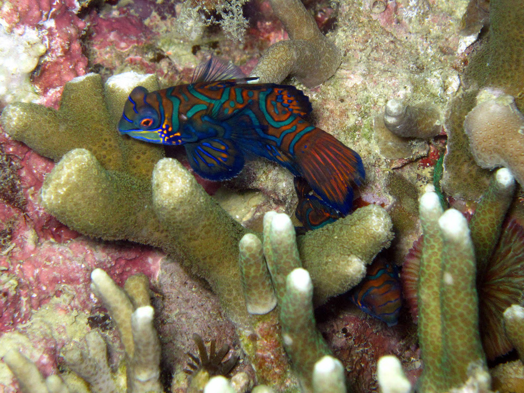 Рыбка мандаринка Mandarinfish 13 Рыбка мандаринка