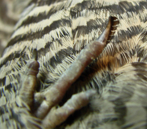 Pectinated claw of Common Nighthawk