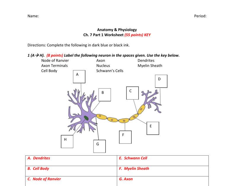 Neuron Anatomy Activity Answers - Anatomy Drawing Diagram