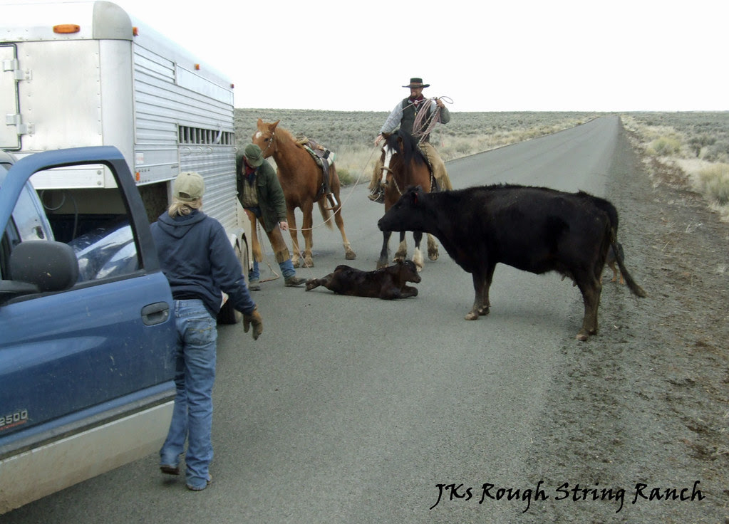 4/4 Tired Calves Get a Trailer Ride