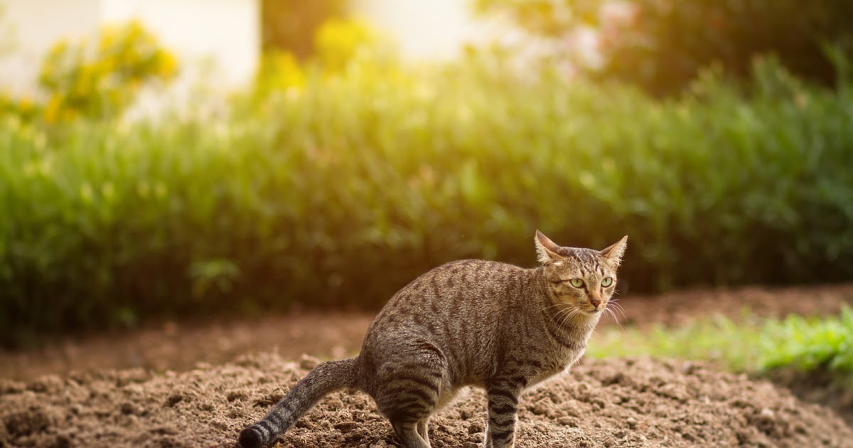 Katzen Im Garten Bekämpfen / Katze Aus Garten Vertreiben