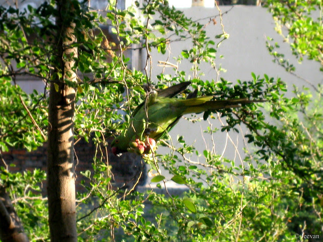 Parrot nibble on Camachile (fruit)