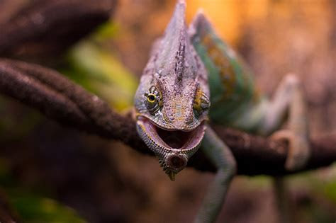 How Much Does a Chameleon Cost? HowMuchIsIt.org How Much Does a Chameleon Cost? HowMuchIsIt.org