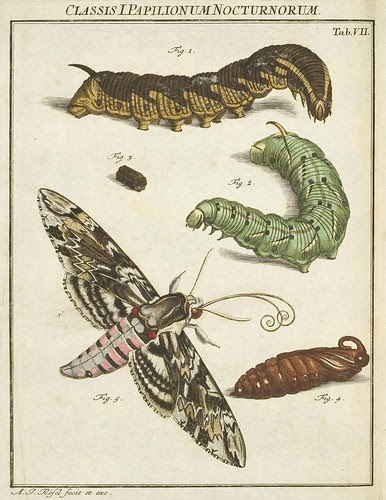 Classis I Papilionum Noctornum (Sphinx convolvule) V.1