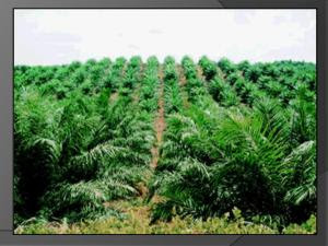 kebun sawit