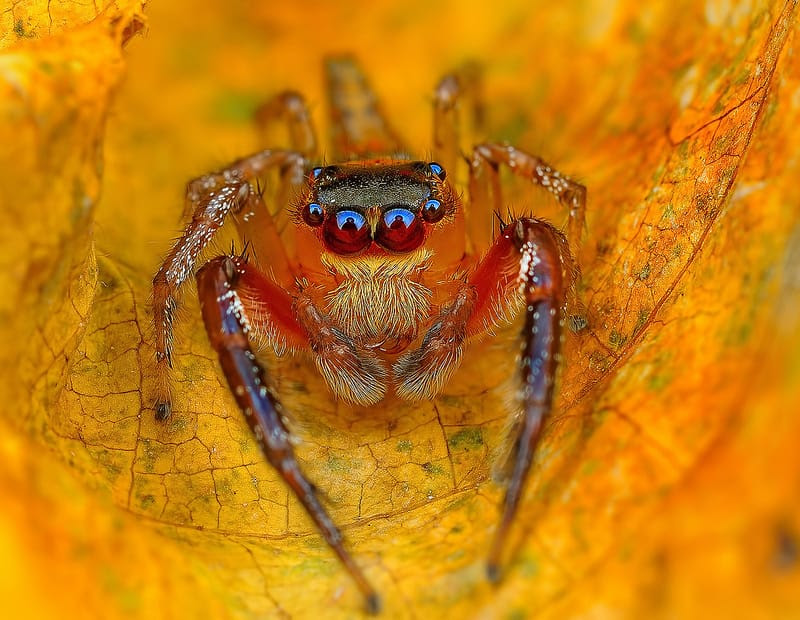 Eye of the Spider: Hypnotizing Macro Photos of Exotic Spiders Staring Directly into Your Mind Eye of the Spider: Hypnotizing Macro Photos of Exotic Spiders Staring Directly into Your Mind spiders macro