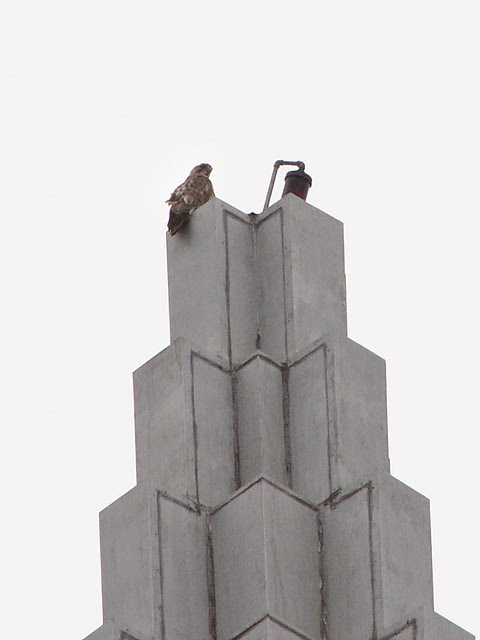 Red-Tailed Hawk (6617)