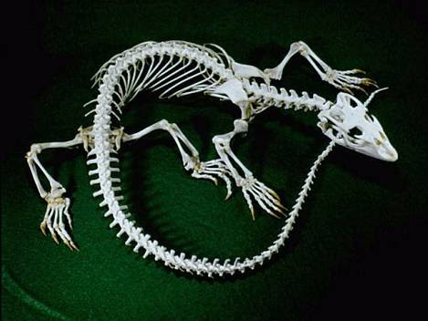 Science - Classification of Animals