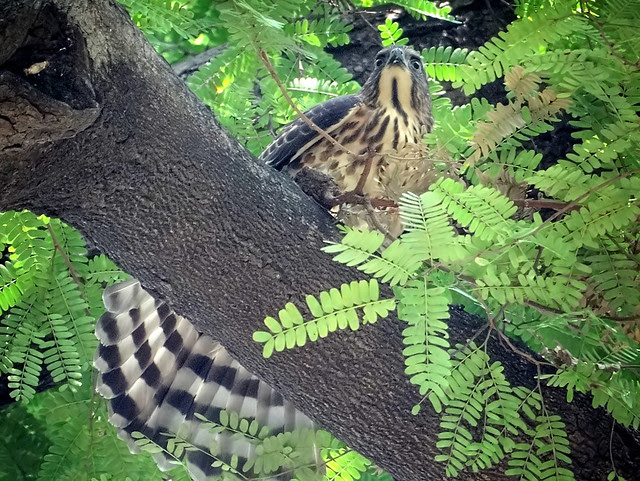 鳳頭蒼鷹/無限台南