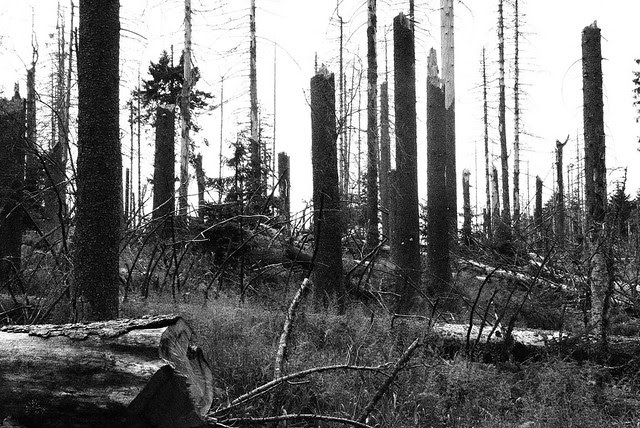 Die Auswirkungen des sauren Regens zwischen Torfhaus und Brocken
