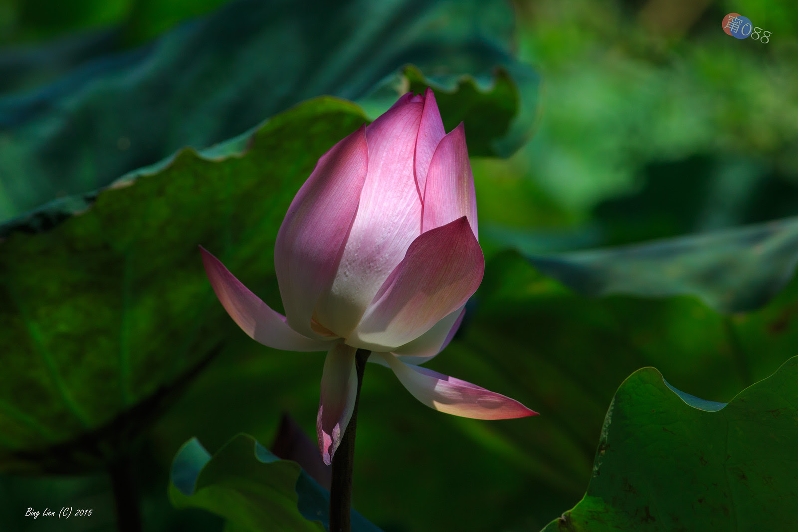 WATER_BING2747_LR