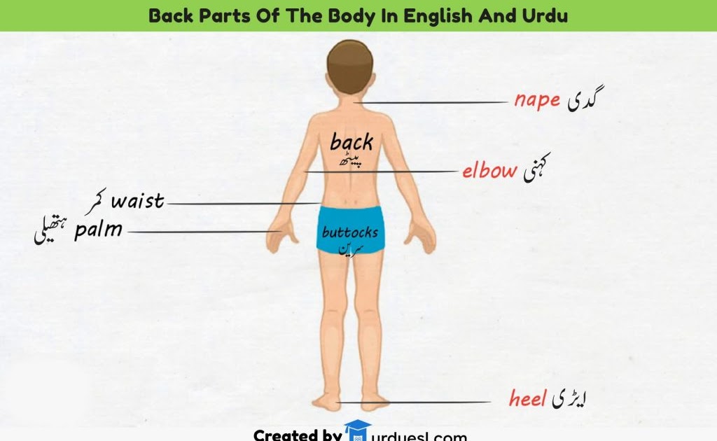 Female Body Parts Name In English : Parts Of The Body In English