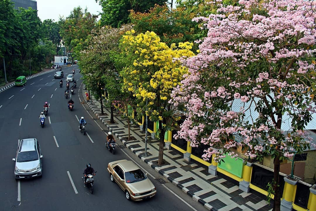  Gambar Bunga Sakura Di Surabaya  Gambar  Bunga  HD