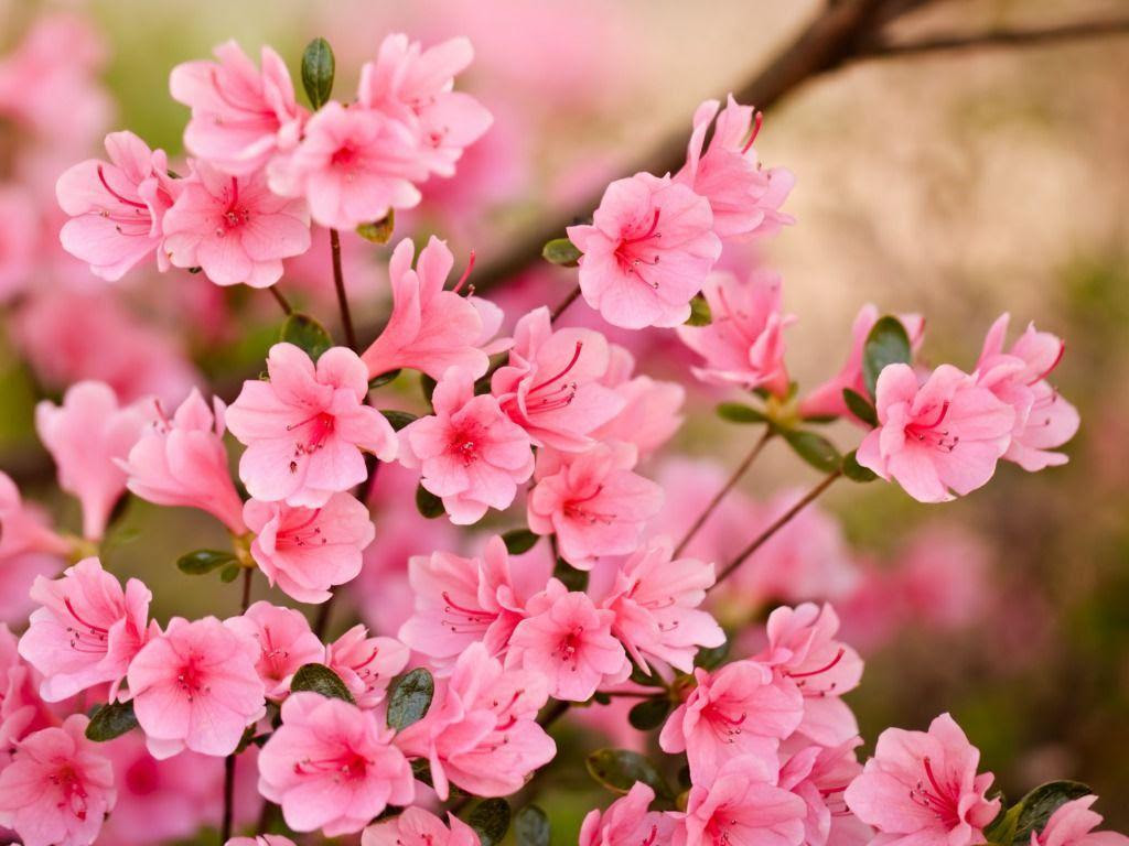 Pink Flowers Wallpapers - Wallpaper Cave