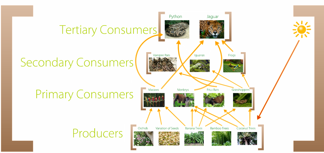 Rainforest Food Chain Simple - Gannuman