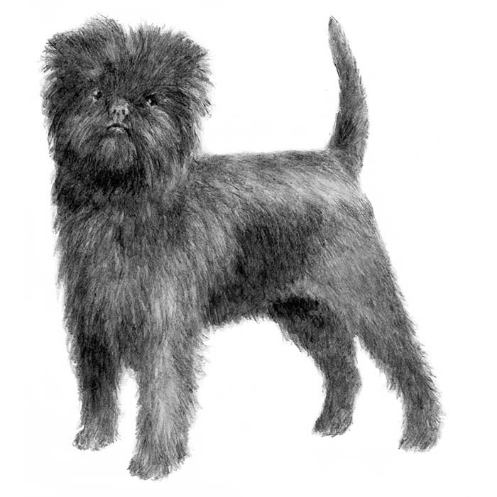 Affenpinscher Dog Breed Information American Kennel Club Affenpinscher Dog Breed Information American Kennel Club