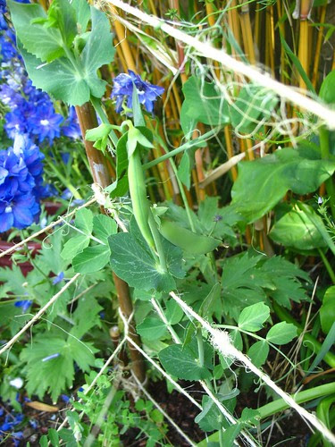 Healthy snap pea