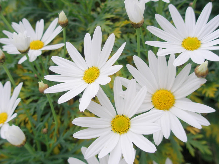 花 言葉 マーガレット 「マーガレット」の花言葉は？