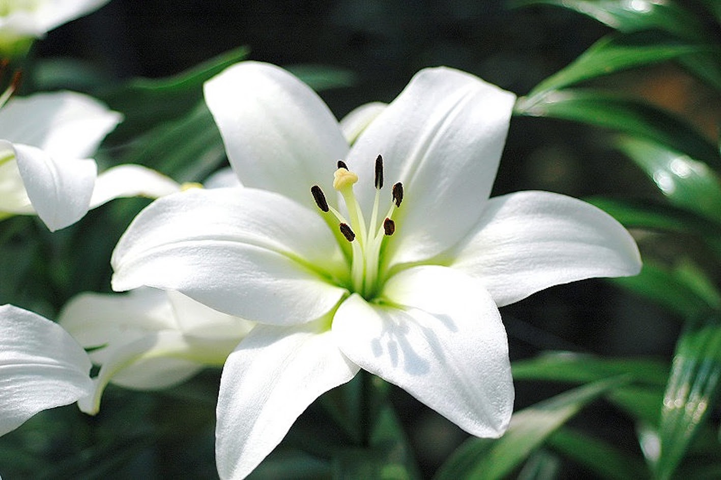 最高かつ最も包括的なユリ 花弁 枚数 最高の花の画像