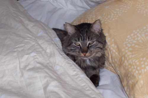 brunoinbed