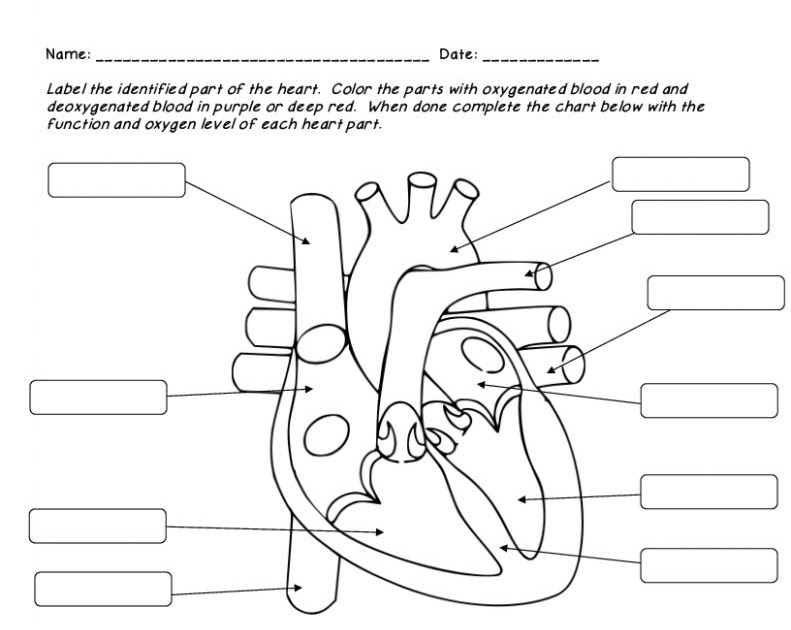 Heart Worksheet Answers Worksheet