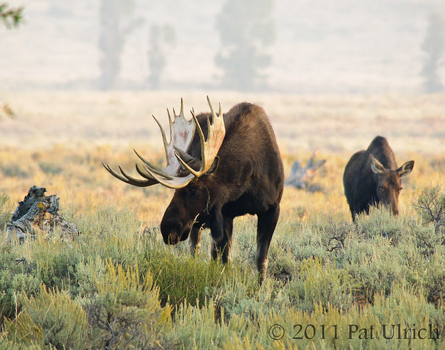 Moose feeding in sagebrush - Pat Ulrich Wildlife Photography