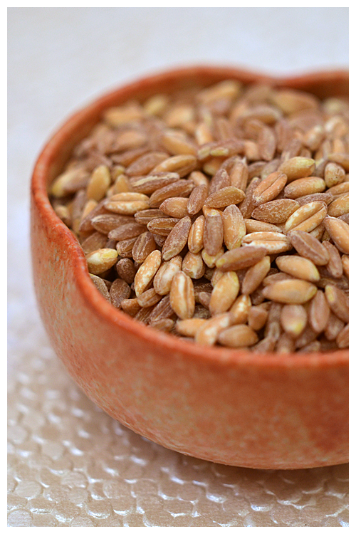 pearled farro© by Haalo