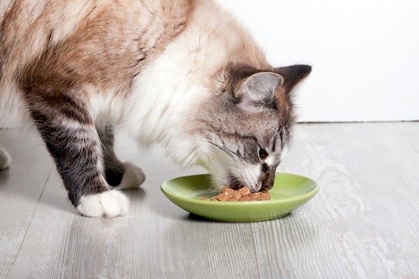What To Do When Cat Is Sick And Wont Eat