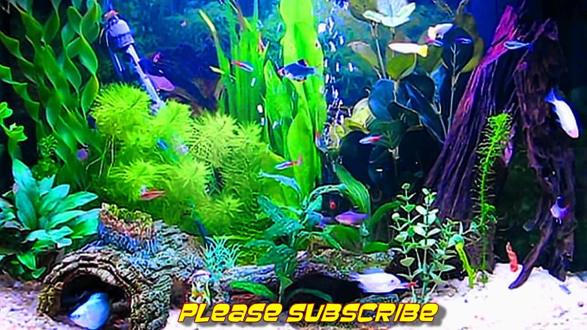 Download Free Pc Live Aquarium Wallpaper | wallpaper air