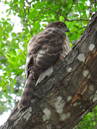鳳頭蒼鷹/無限台南