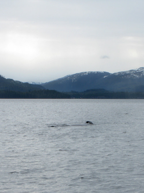 blowhole of a humpback whale, Kasaan Bay, Alaska
