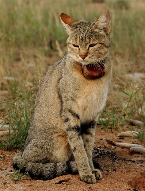 Ливийская кошка фото