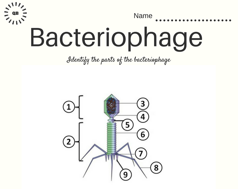 Ap Biology Exam Practice Questions - EXAMPLEPAPERS