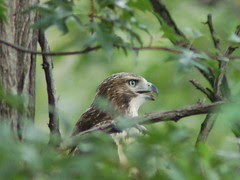 Red-Tailed Hawk in Morningside Park