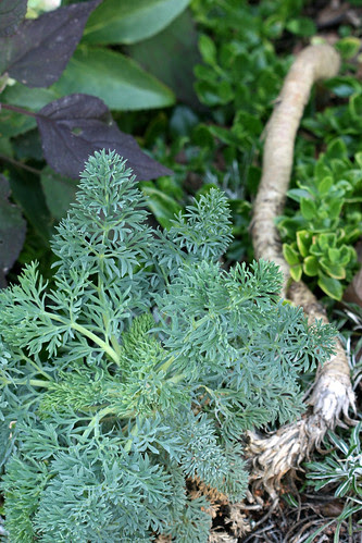 Seseli gummiferum