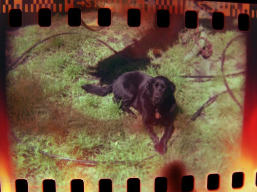 Instamatic Dog