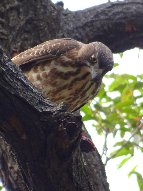 鳳頭蒼鷹/無限台南