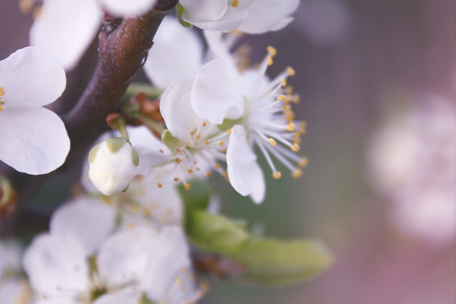 blossom
