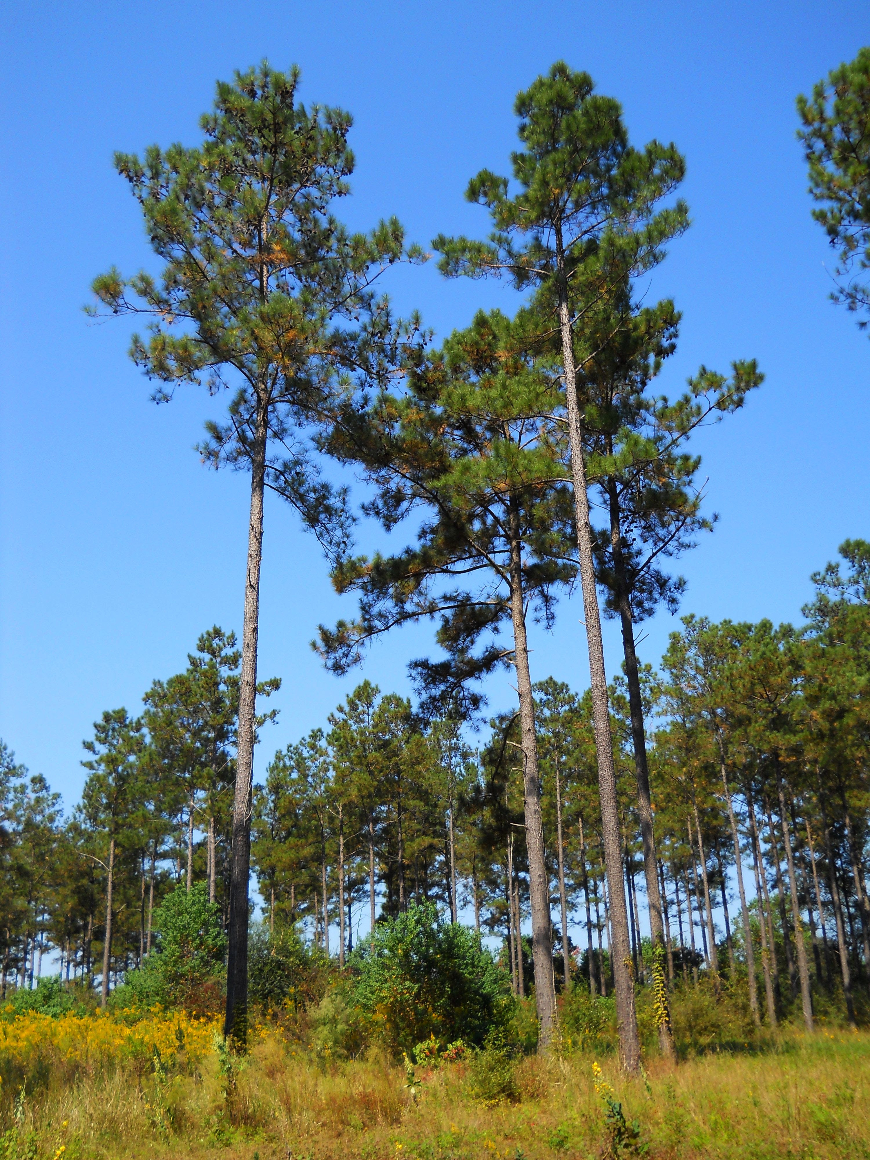 mississippi-library-commission-blog-i-think-that-i-shall-never-see-a
