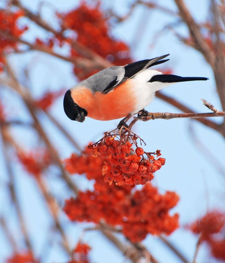 Bullfinch, or ordinary bullfinch (lat. Pyrrhula pyrrhula)