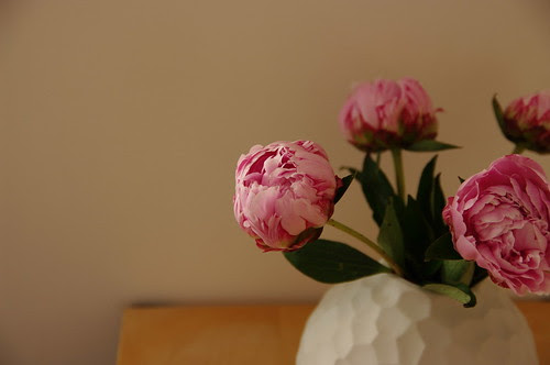 peonie