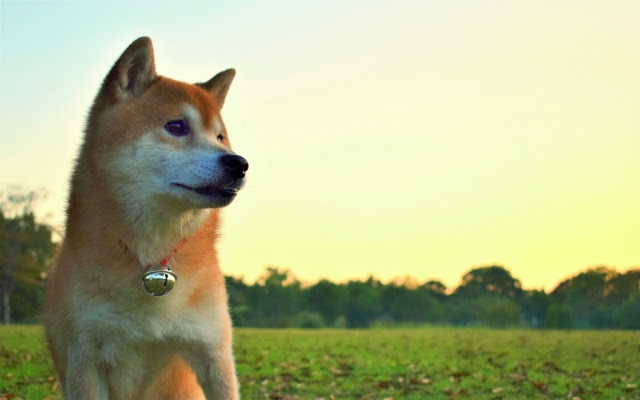 [無料ダウンロード！ √] 秋田 犬 相場 407720 Jpirasutoixl7s8