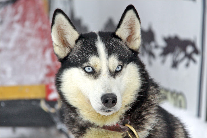 Husky