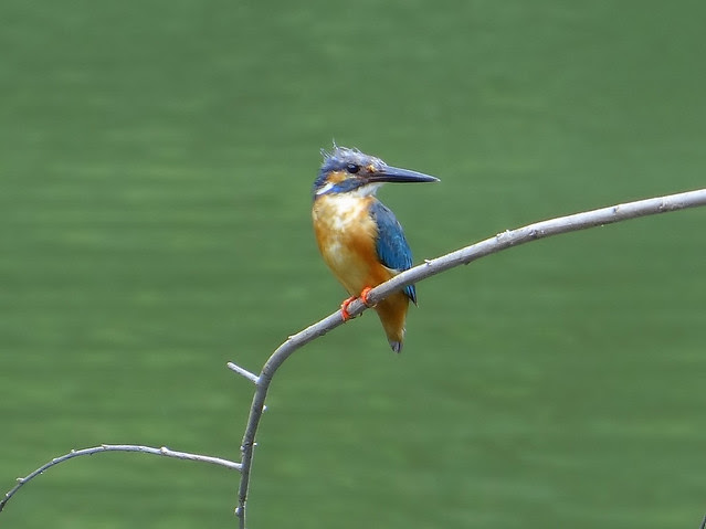 翠鳥/無限台南