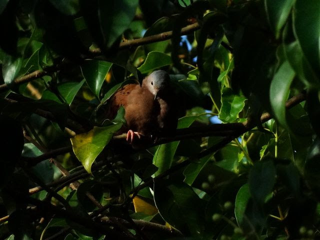 Foto rolinha-roxa (Columbina talpacoti) por Lucilaine Assumpção | Wiki Aves - A Enciclopédia das Aves do Brasil