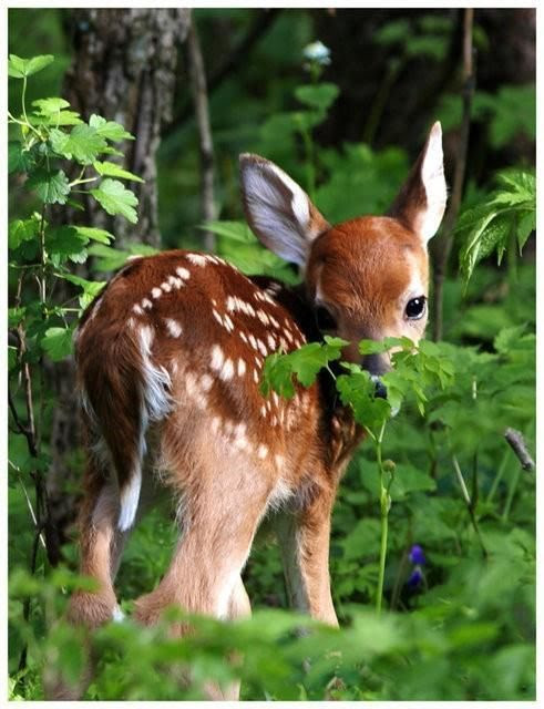 fawn!