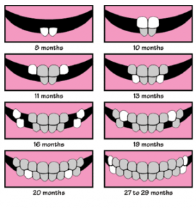 How Many Teeth Does An 11 Month Old Baby Have - TeethWalls