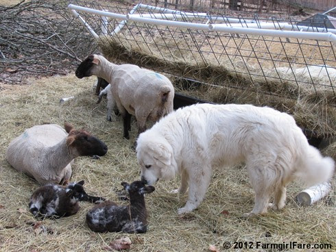 Daisy inspecting one of Estelle's twin lambs - FarmgirlFare.com