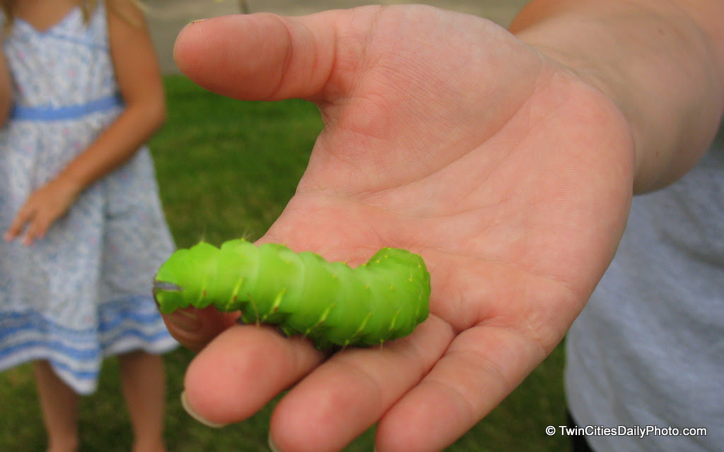This big green caterpillar will morph into a big brown moth. The bright green is surprising, not to mention the size of the big green bug.