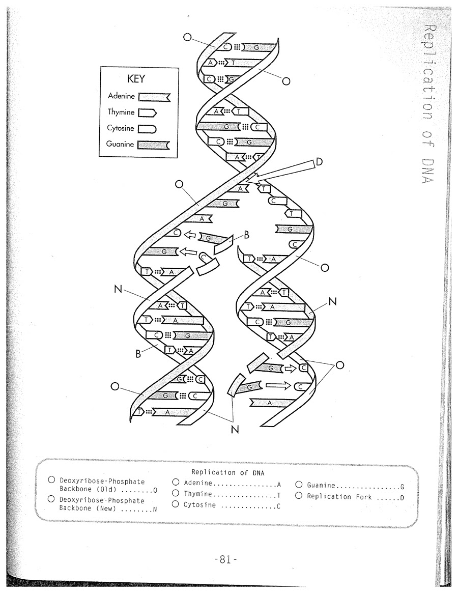 Dna Structure And Replication Worksheet Key - Worksheet List Regarding Dna Replication Coloring Worksheet